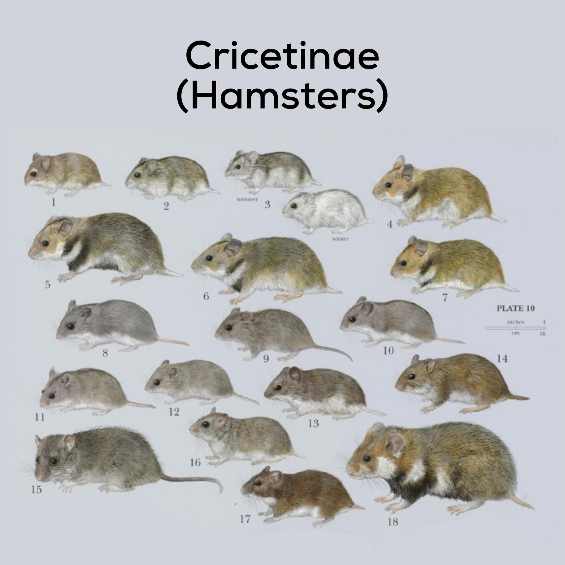 hamster 仓鼠