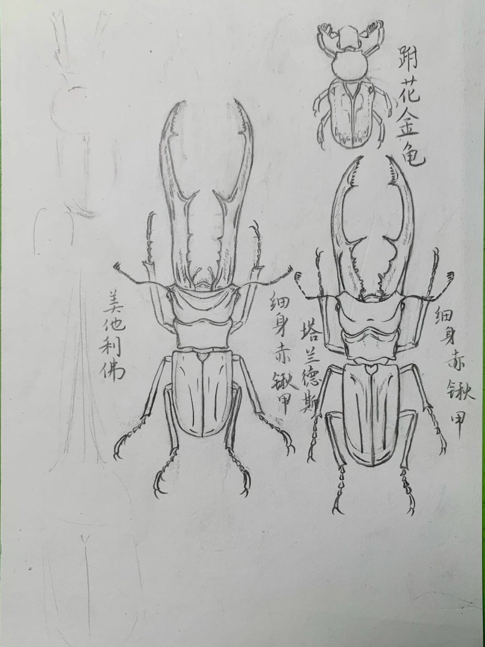 手绘甲虫 想要拥有这些甲虫,不过估计很难都实现.