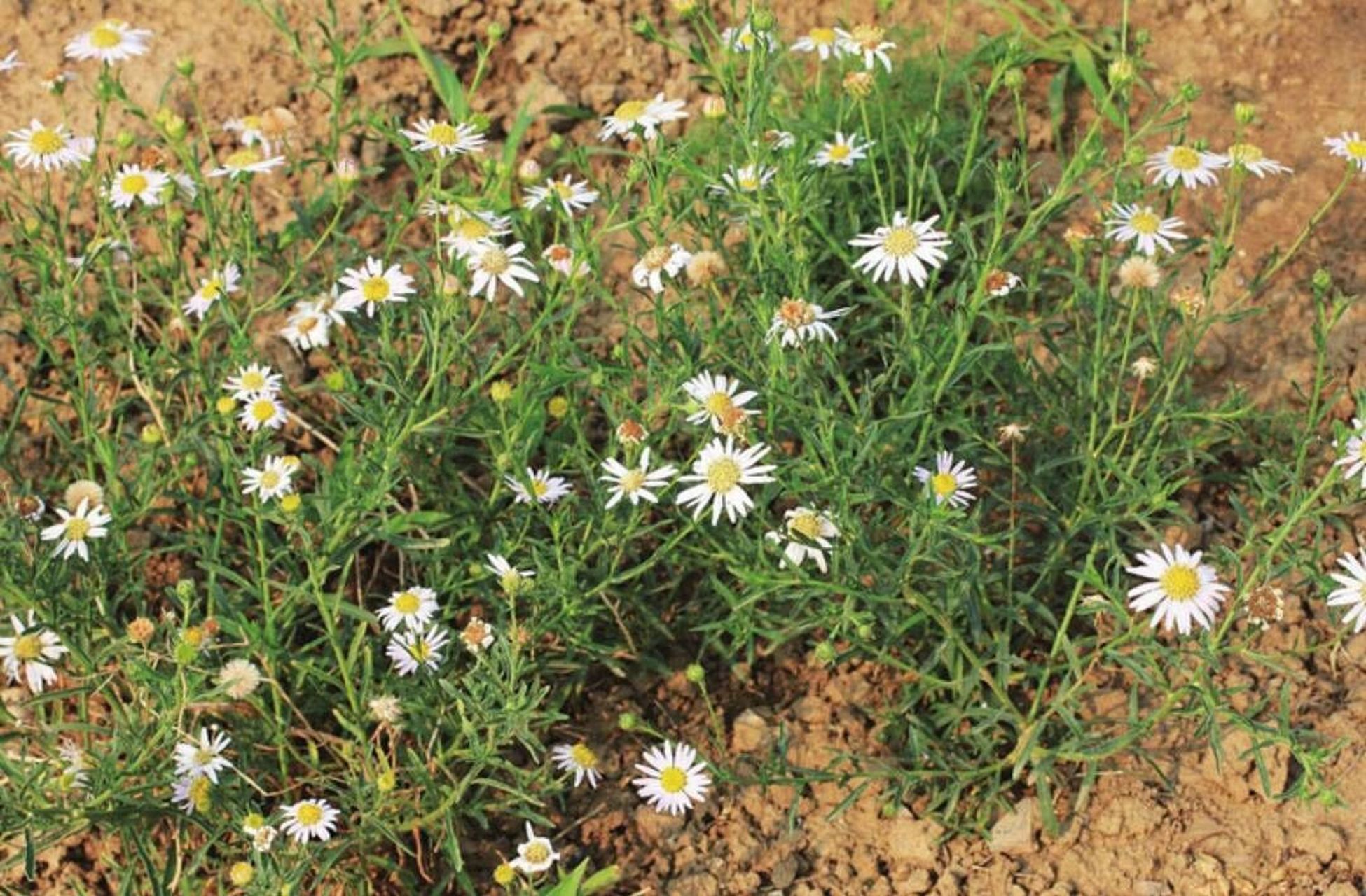 草药| 名字清新脱俗的阿尔泰狗娃花 形态: 多年生直立草本,高20～60