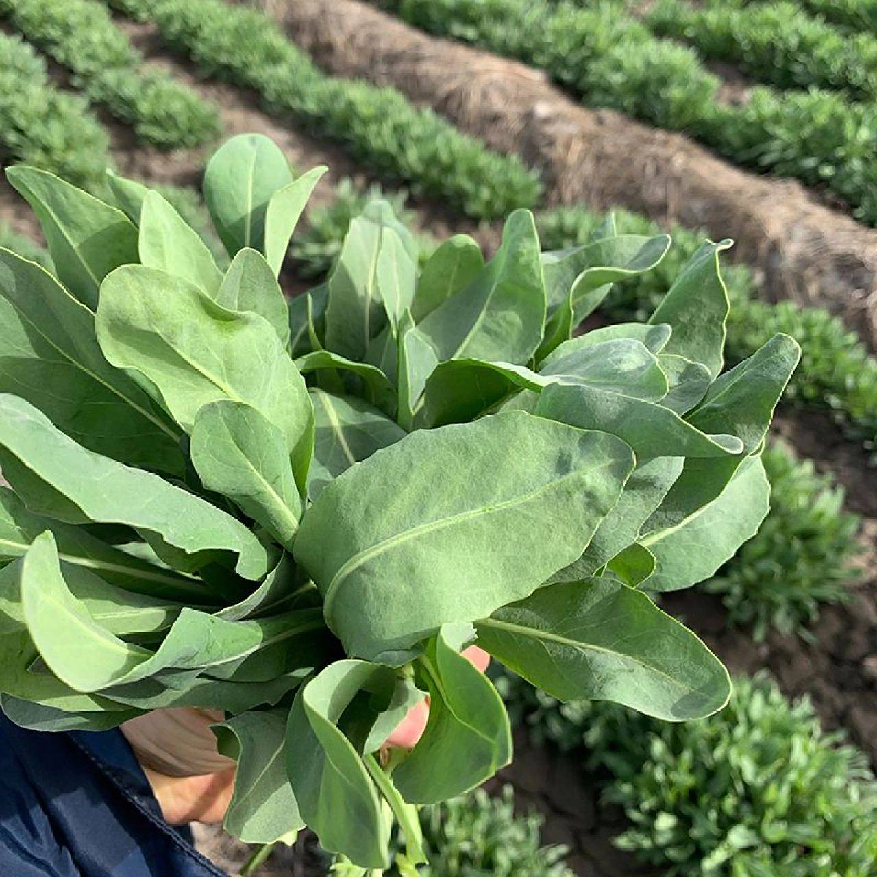 养发日记291 6015乌斯玛草 99功能介绍 乌斯玛草又叫奥斯曼草