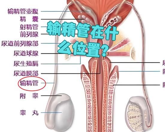 输精管是男性生殖系统的重要部分
