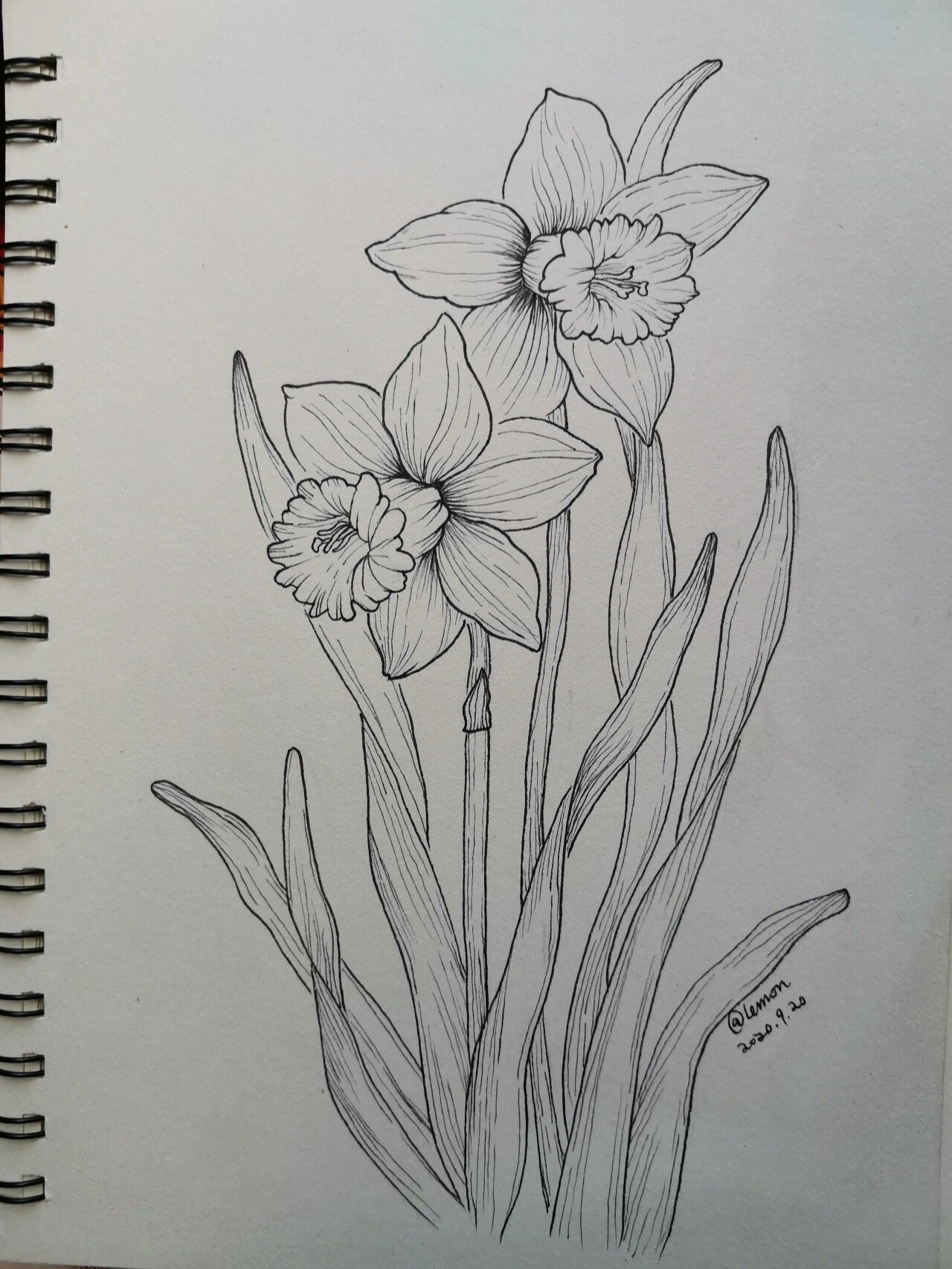 针管笔手绘练习12:水仙花