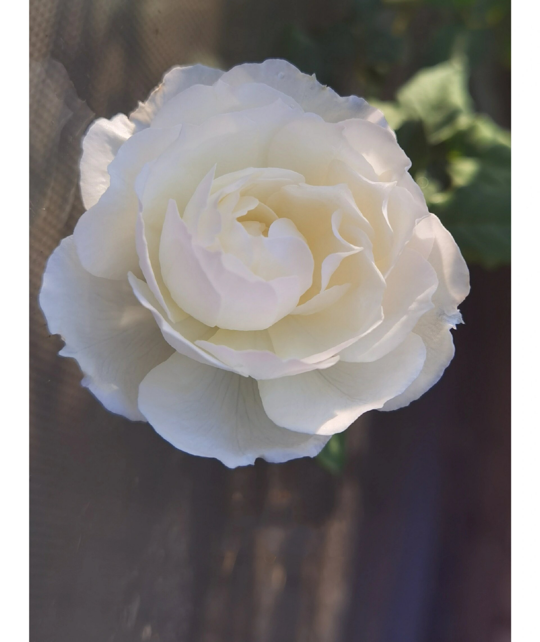 月季推荐—心之水滴 心之水滴,白色月季,耐热抗病,夏天开花也还可以