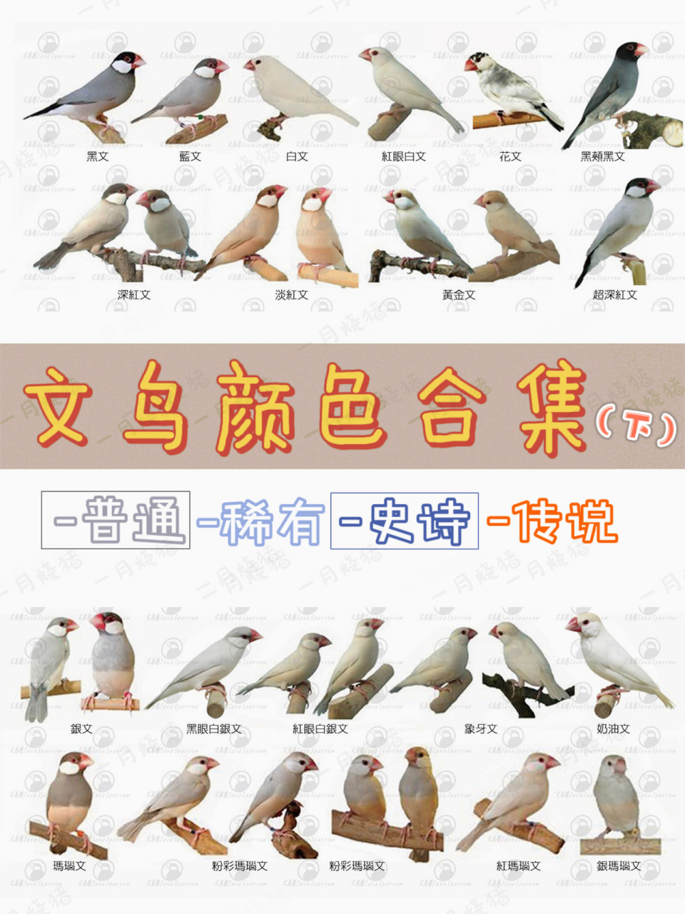 文鸟超级珍贵颜色 * 图1是台湾鸟友整理的颜色合集
