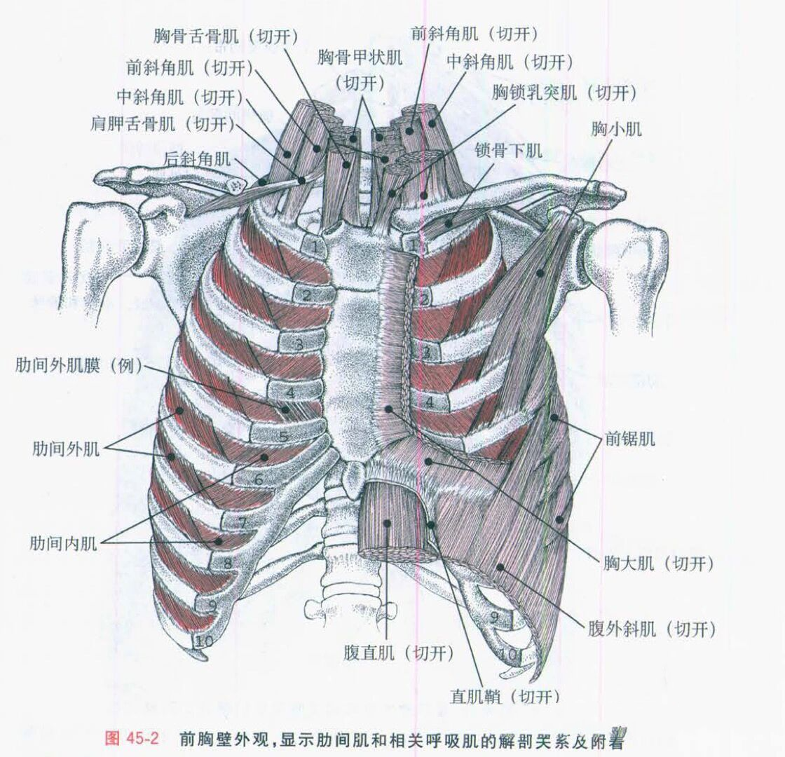 膈肌肋间肌位置图图片