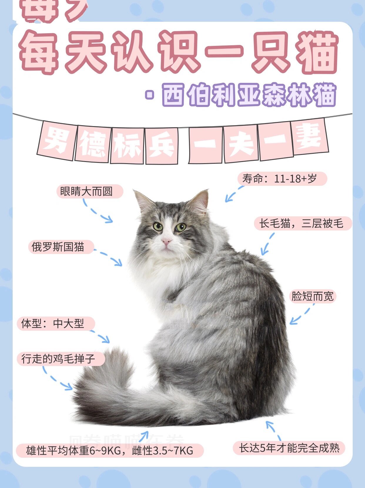 西伯利亚森林猫多长图片