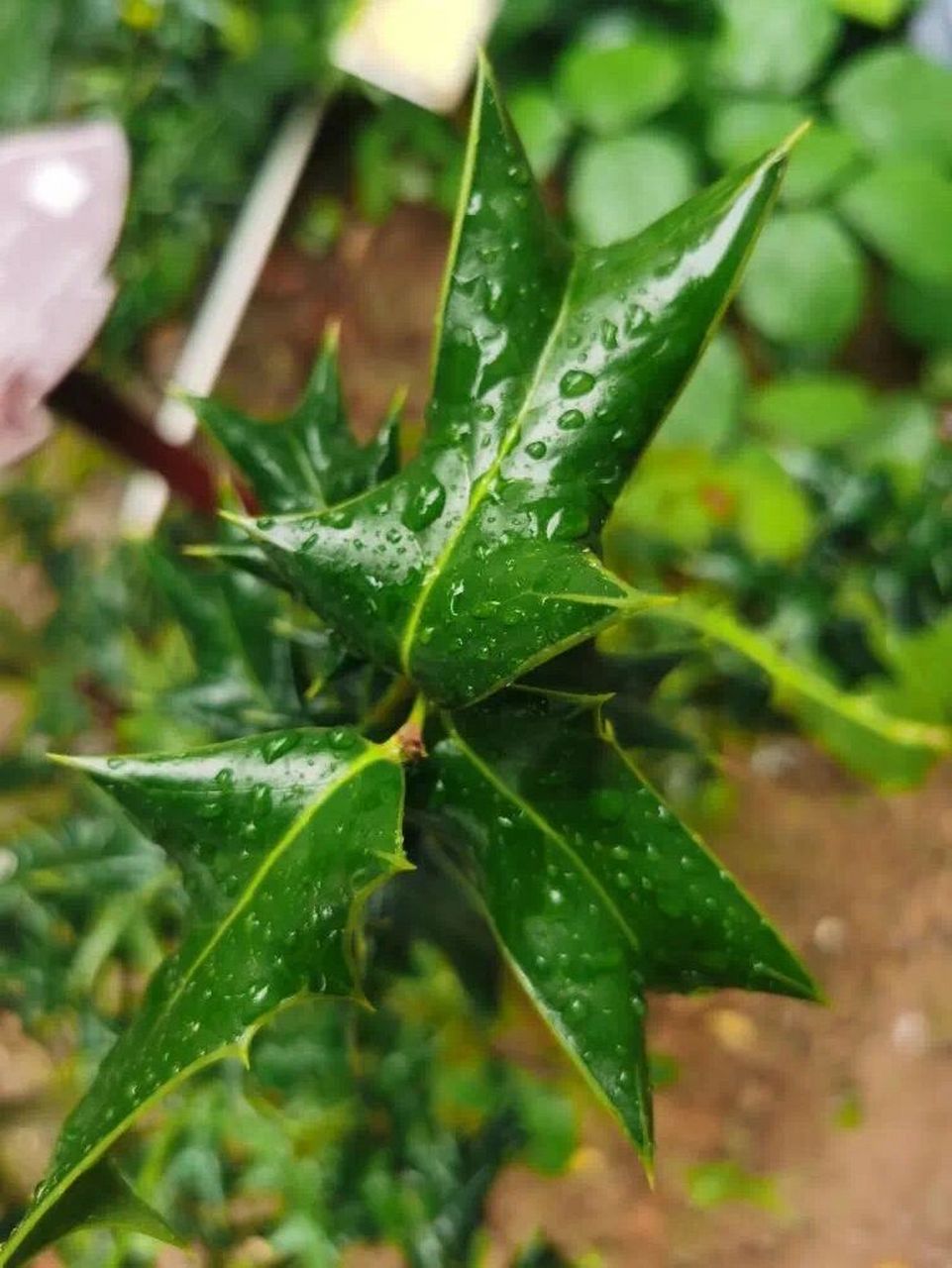 中草药科普3-枸骨 枸骨,是常绿小乔木或灌木.