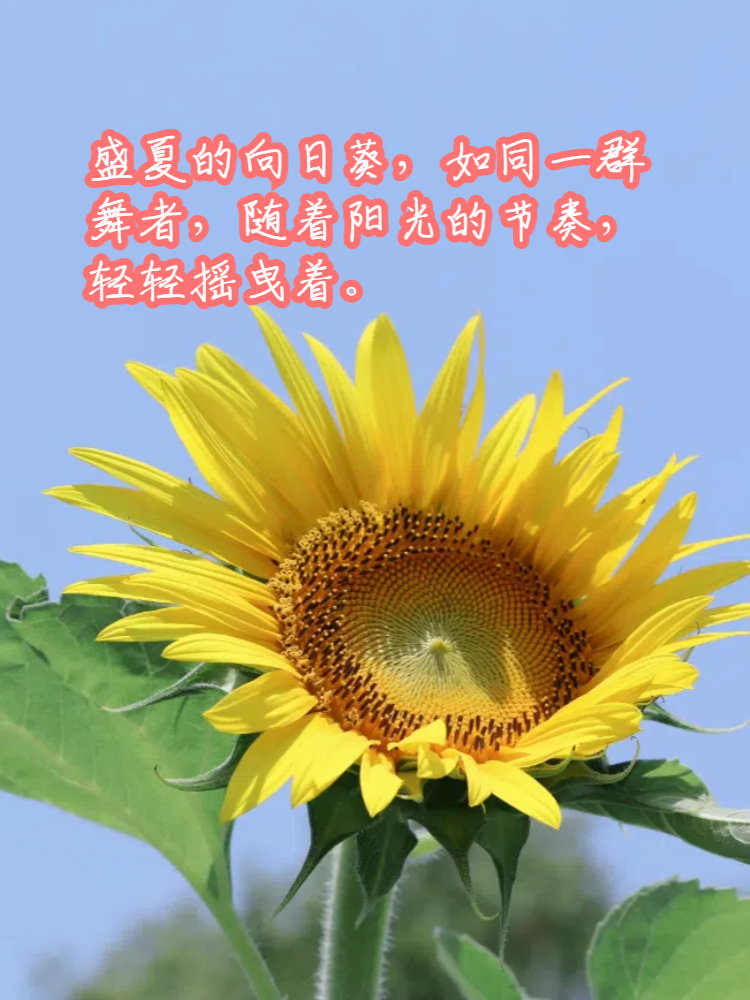 向日葵开花描写图片