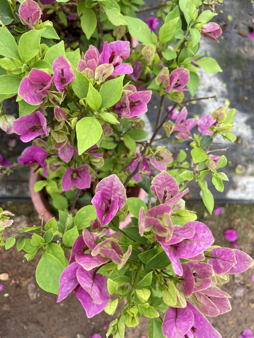 紫色系的三角梅我只卖这款—紫九月 紫色勤花系列,颜色好看,重要的是