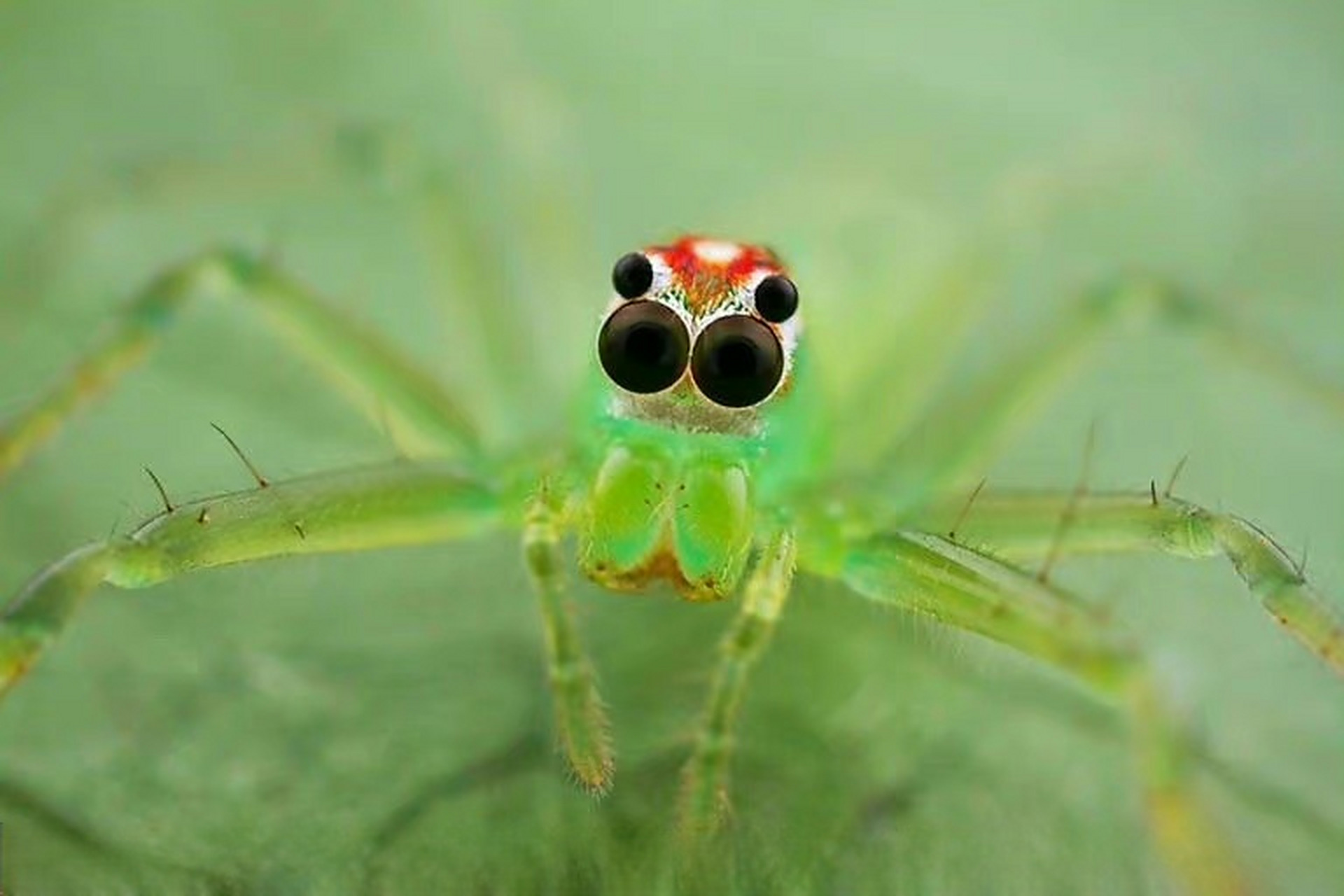 这是【绿跳蛛lyssomanes viridis】的眼睛