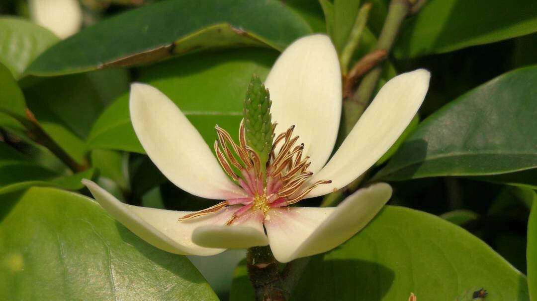 每日一植物(含笑)06 阔叶类 97含笑花,拉丁文名:michelia figo