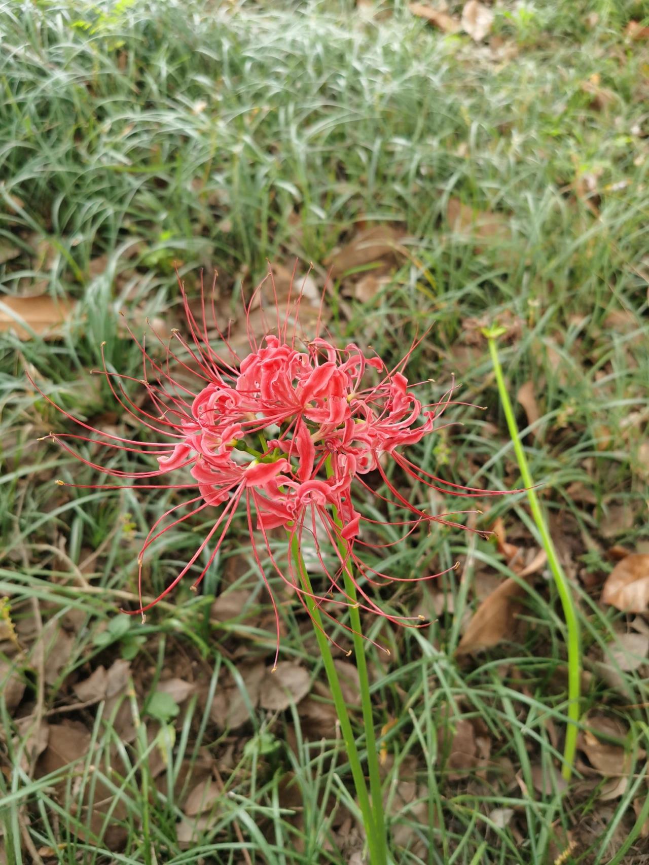 彼岸花栽培图片