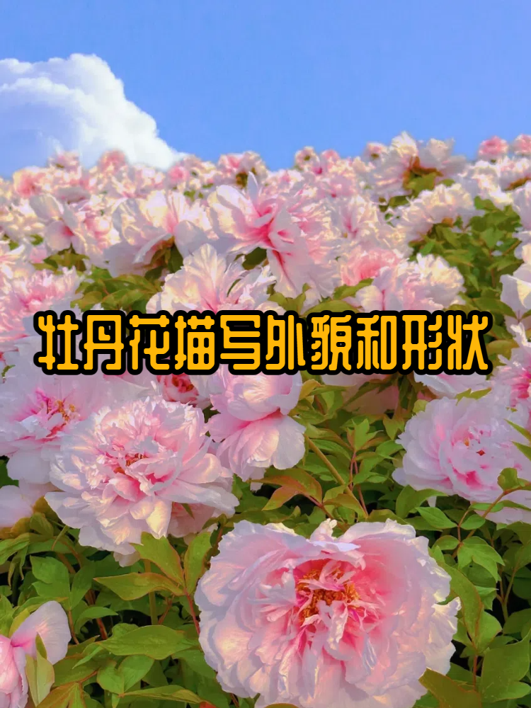 牡丹花的样子介绍图片