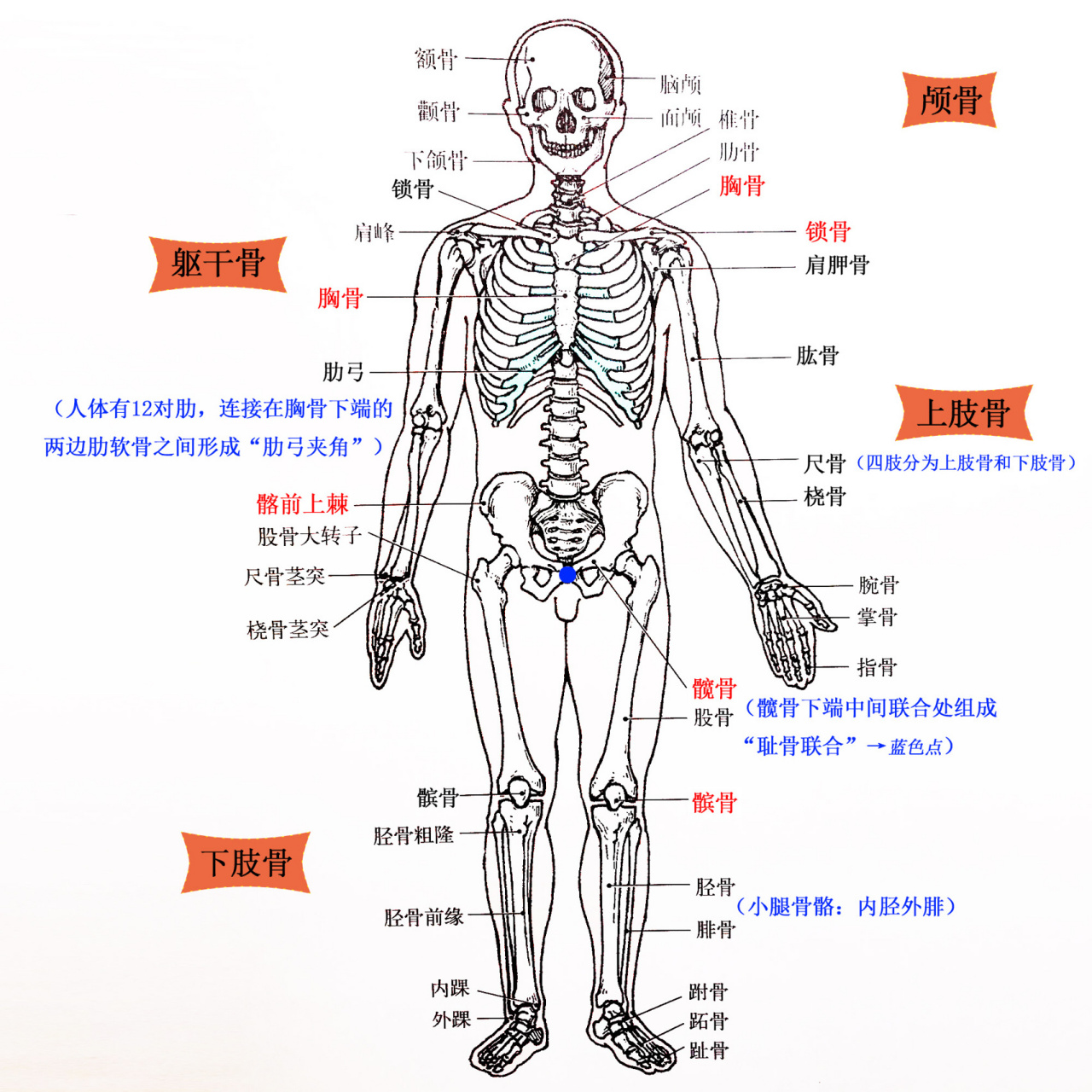 04 04人体的骨骼分为颅骨,躯干骨和四肢骨3部分