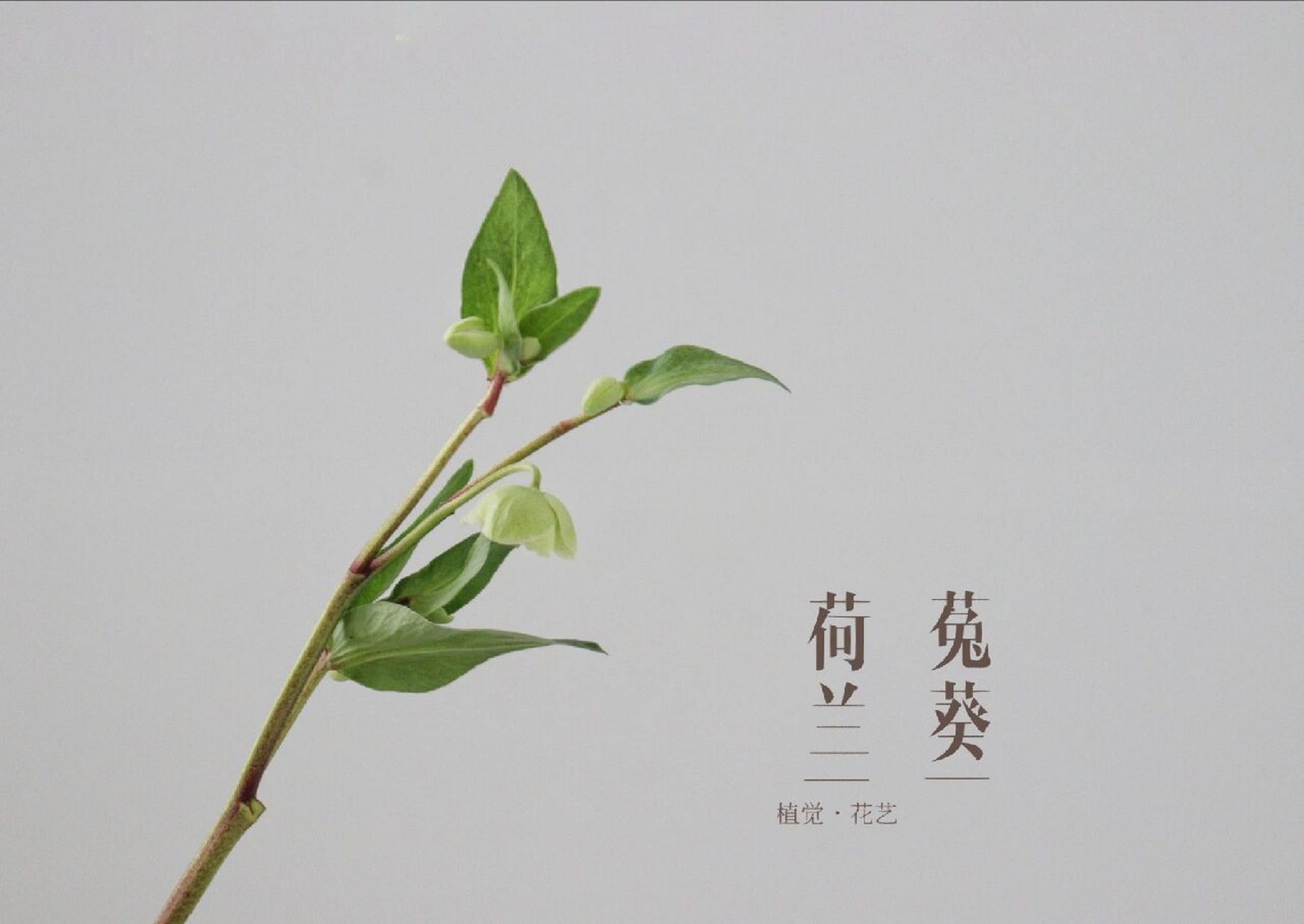 166 绿毛球,又名"绿石竹" 花语:成长,青春,纯洁的爱.