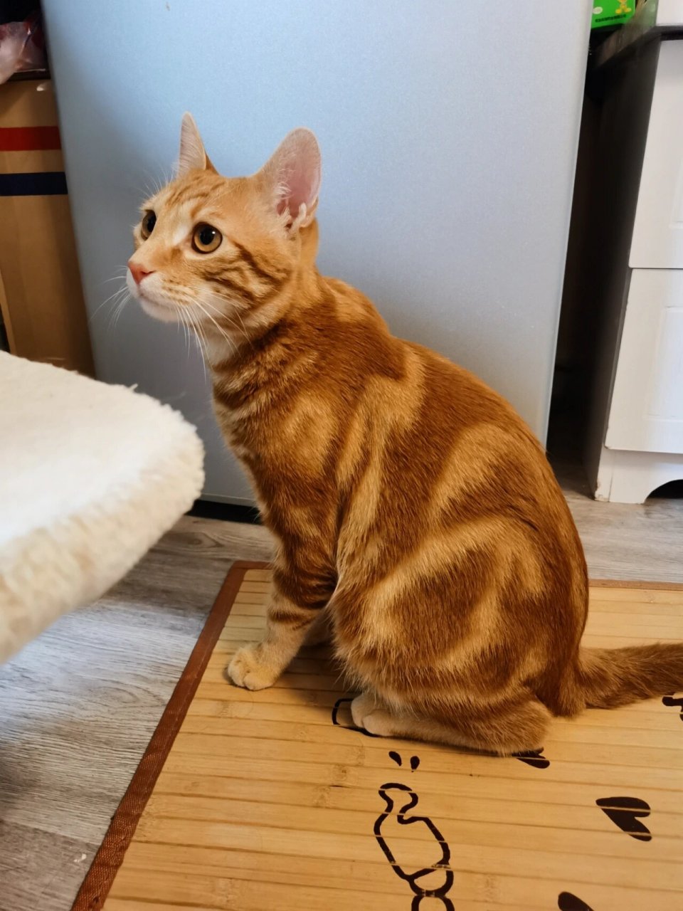 你见过美短棕色标准虎斑猫吗? 这到底是什么猫猫? 花纹如此好看对称!