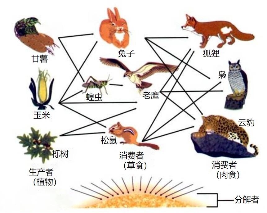 生态食物链图片