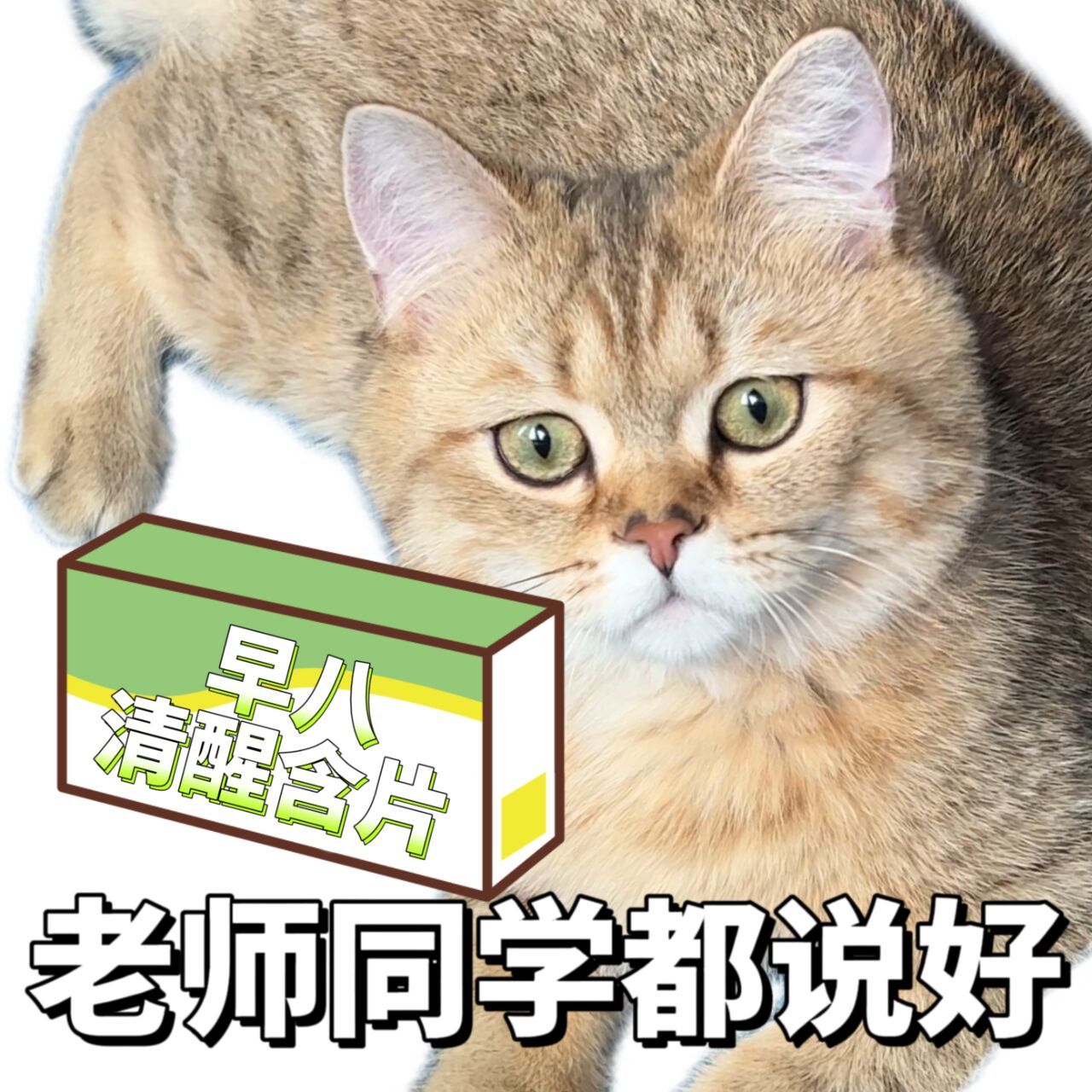 早八人必备表情包 | 第一弹 热爱早起的学生党一枚吖~ 	 020202