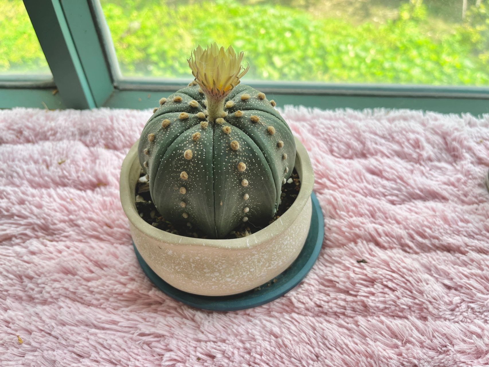 大兜小兜 超兜海星兜紫皮兜 毛茸茸兜光溜溜兜 开花兜不开花兜 星兜