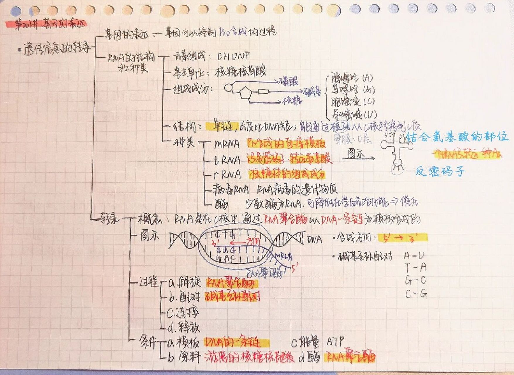 基因的表达知识框架图图片