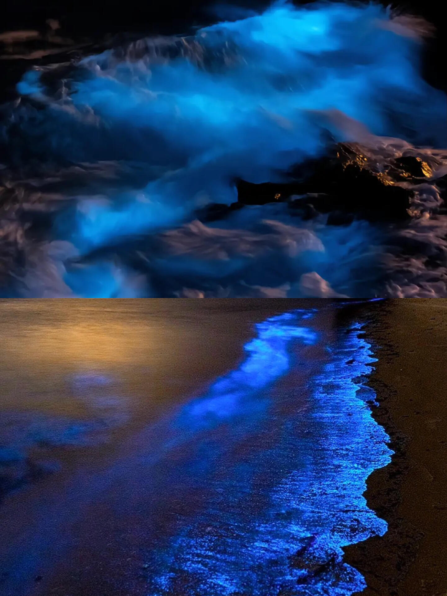 广西 | 涠洲岛蓝眼泪91布氏鲸95--最全攻略