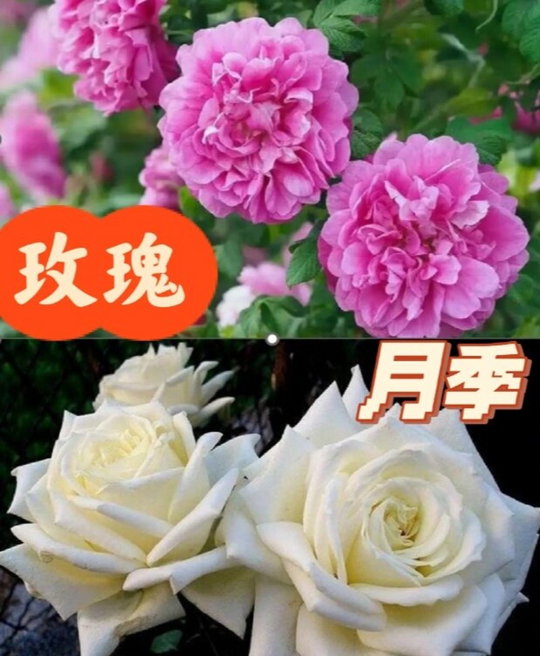 玫瑰月季傻傻分不清?