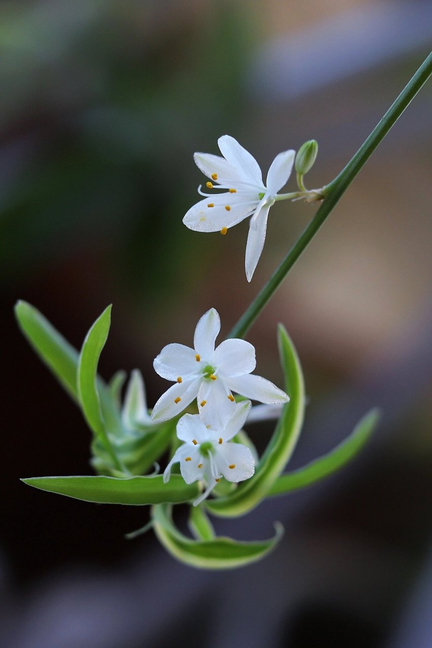 吊兰花94 不起眼的吊兰花,正如它的花语所说小的无奈,尽管没有玫瑰