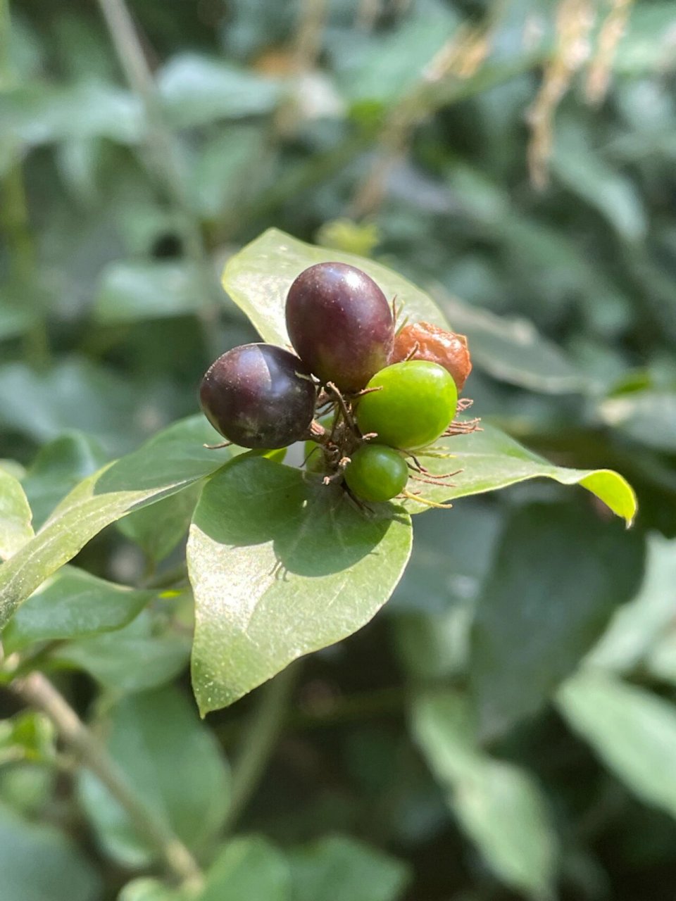 谢三娘果 纯野生,果实不能食用