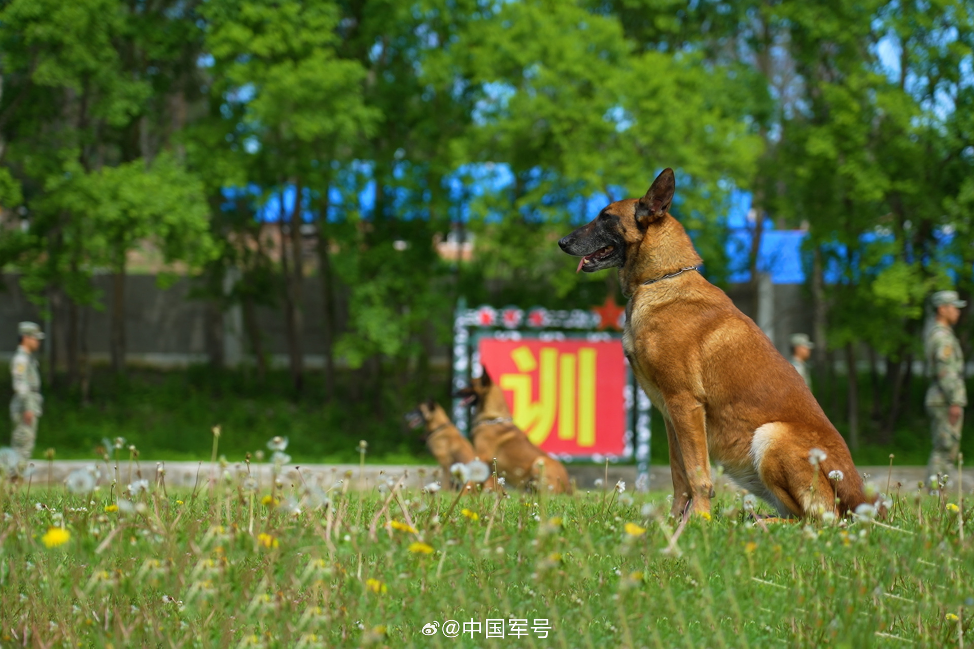 军犬高清壁纸图片