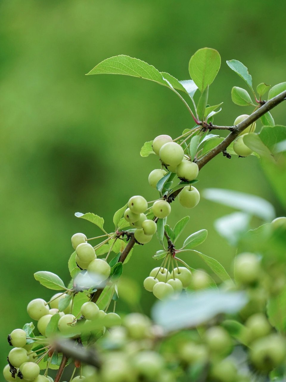 夏日清凉 绿色海棠果 附调色教程 偶遇 高尔夫公园里的海棠树结果了
