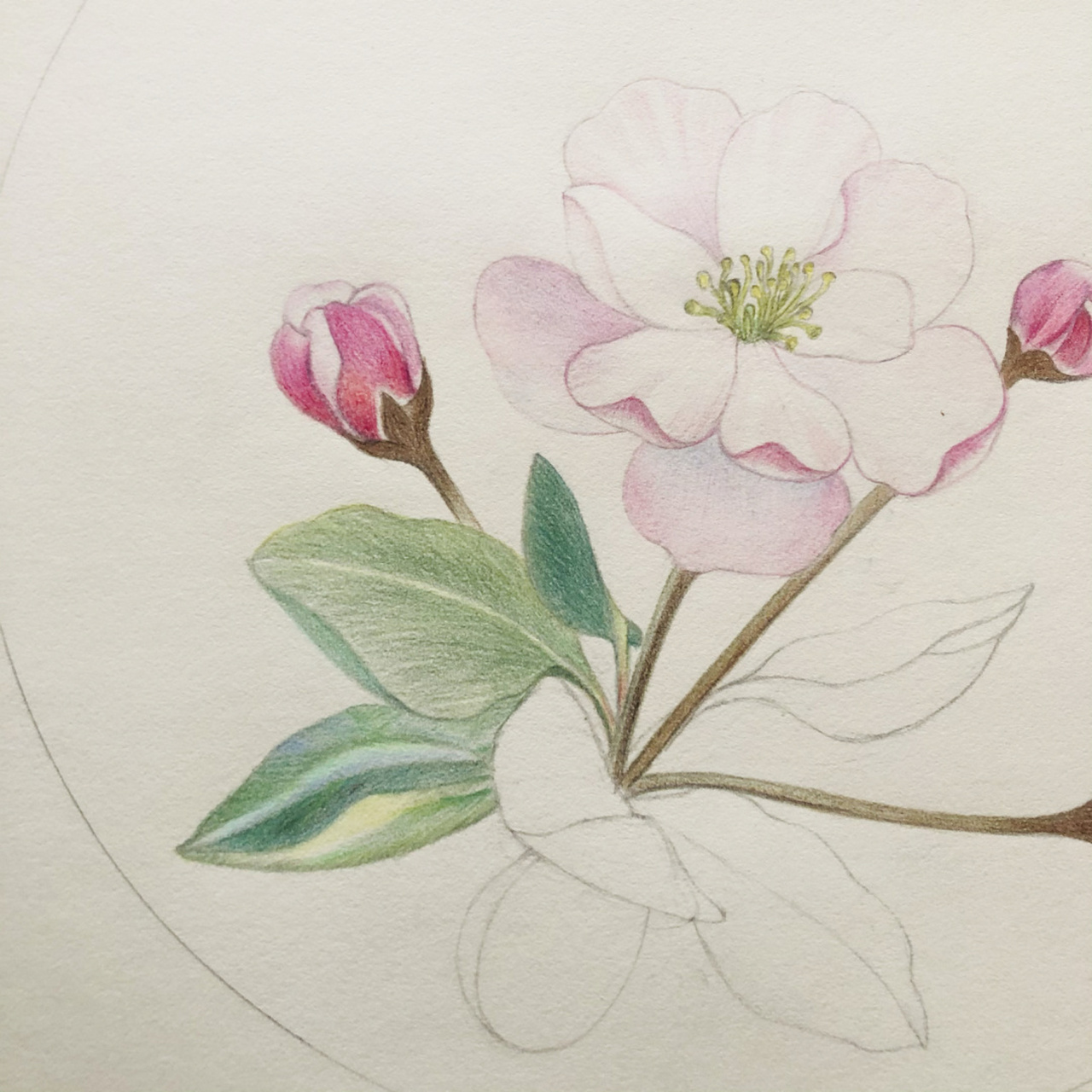 编号467(图片写生于北京东亚奥北),西府海棠; 浪人文化素描纸尺幅:42