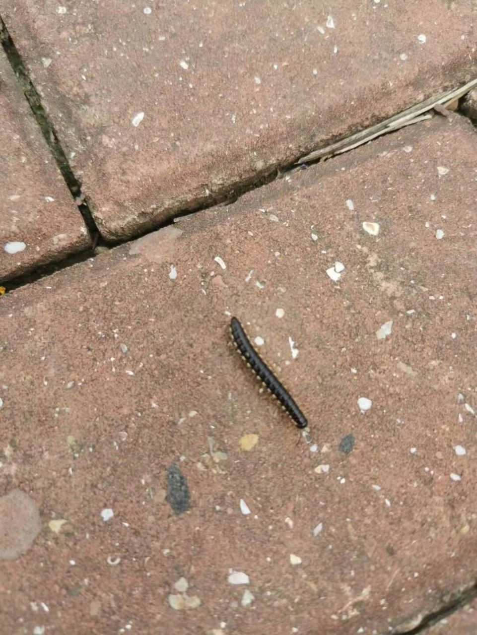 菜园里千足虫用什么药 菜园里经常会有千足虫,特别是下雨天过后会出现