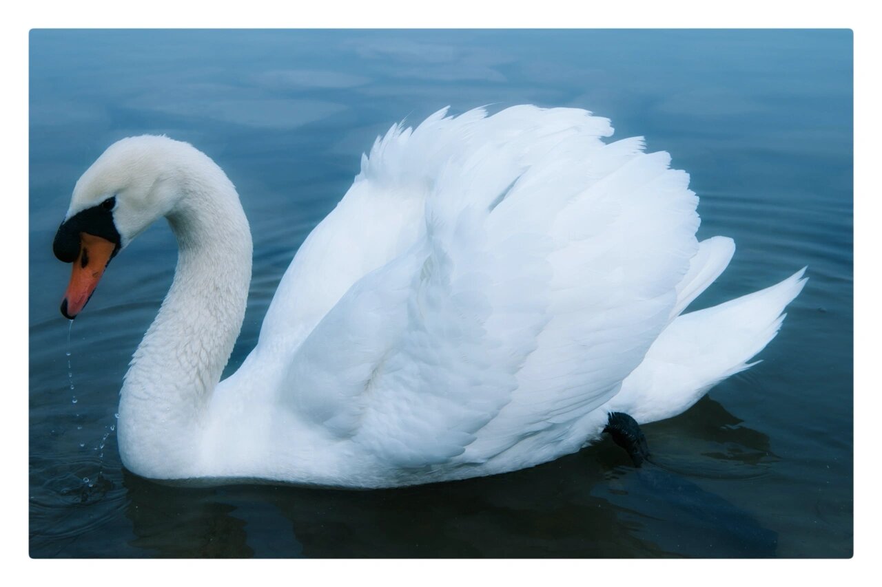 它们的主要区别是大天鹅嘴部的黄色更多一些,一直延伸到鼻孔;小天鹅的