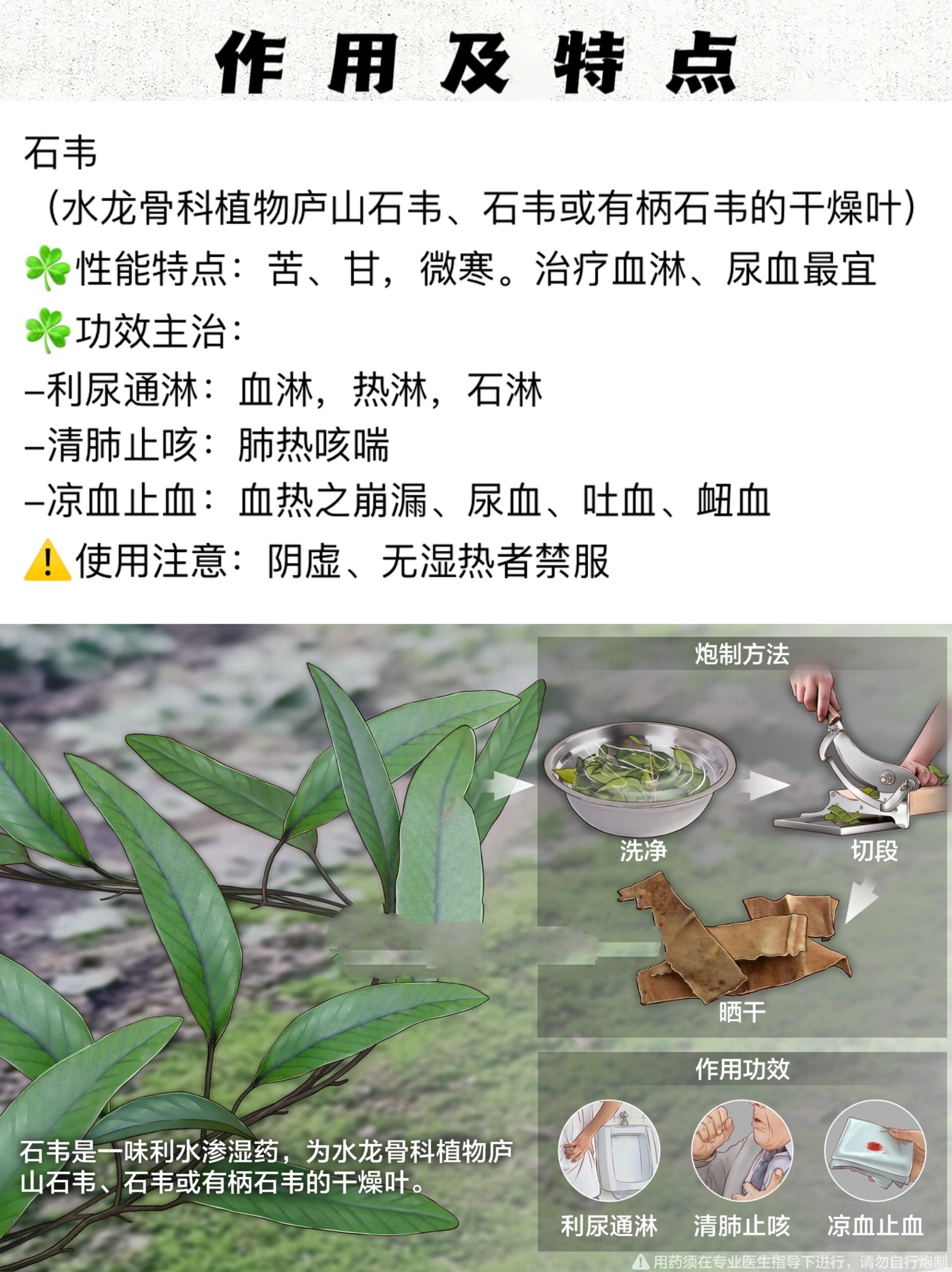 石韦草药是治什么病图片