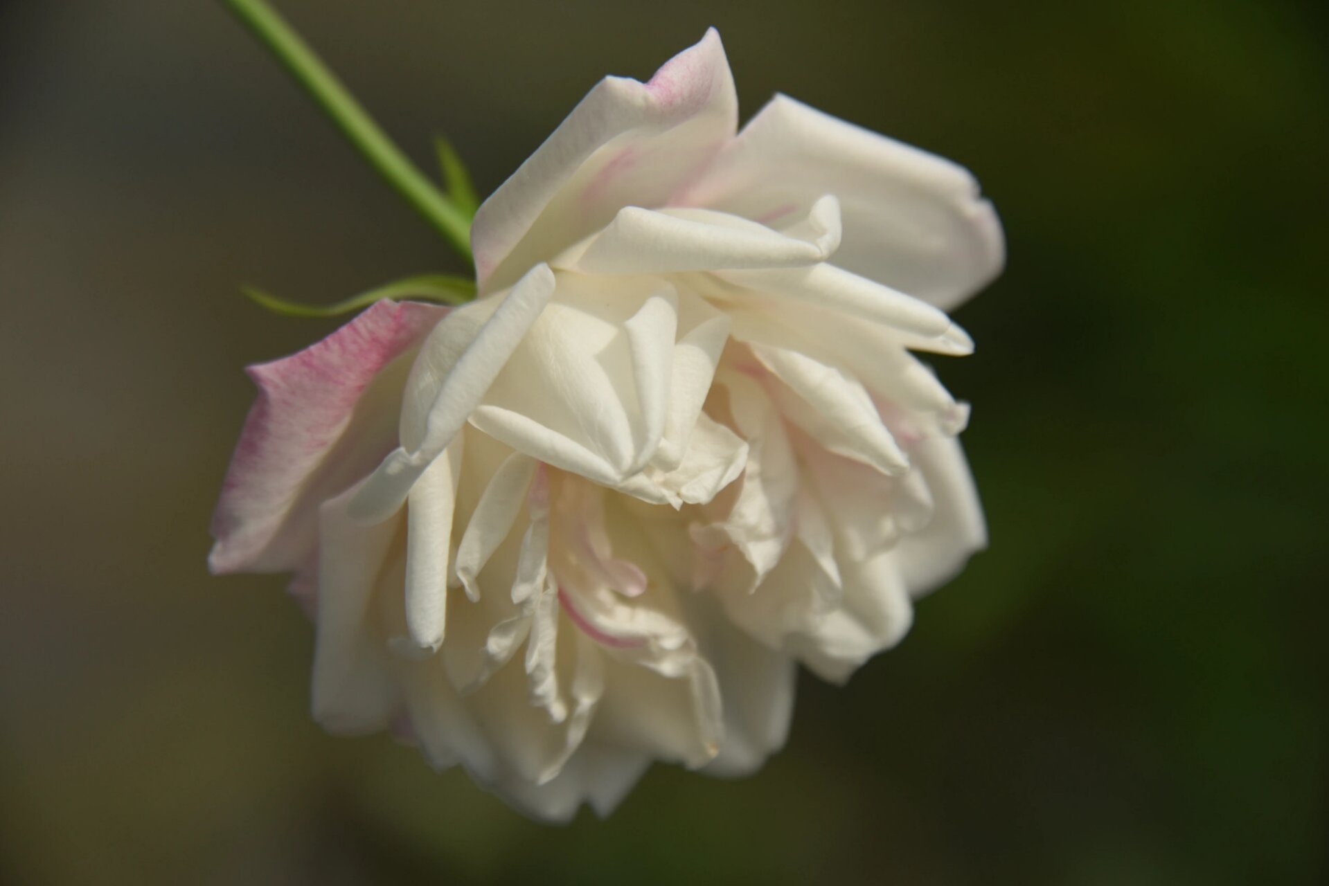 中国古老月季——枫叶芦花 中国古老月季 枫叶芦花,洒金,洒金白,抓破