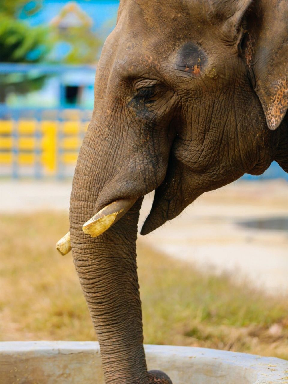 今天推荐一个烟台周边游打卡地 ——龙口动植物园96 在这里感受大