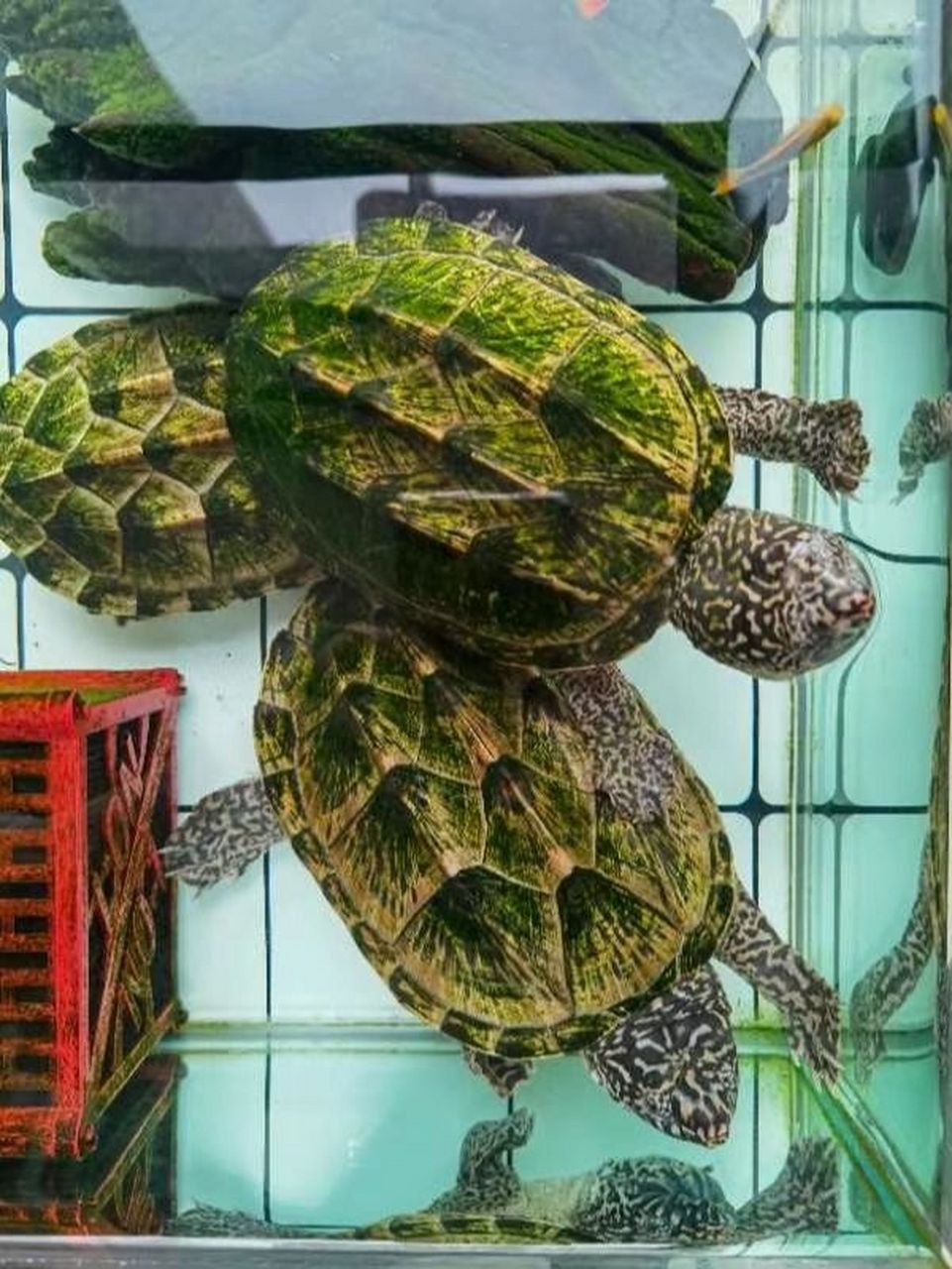墨西哥蛋龟简介 墨西哥蛋龟,学名:staurotypus triporcatus ,动胸龟科