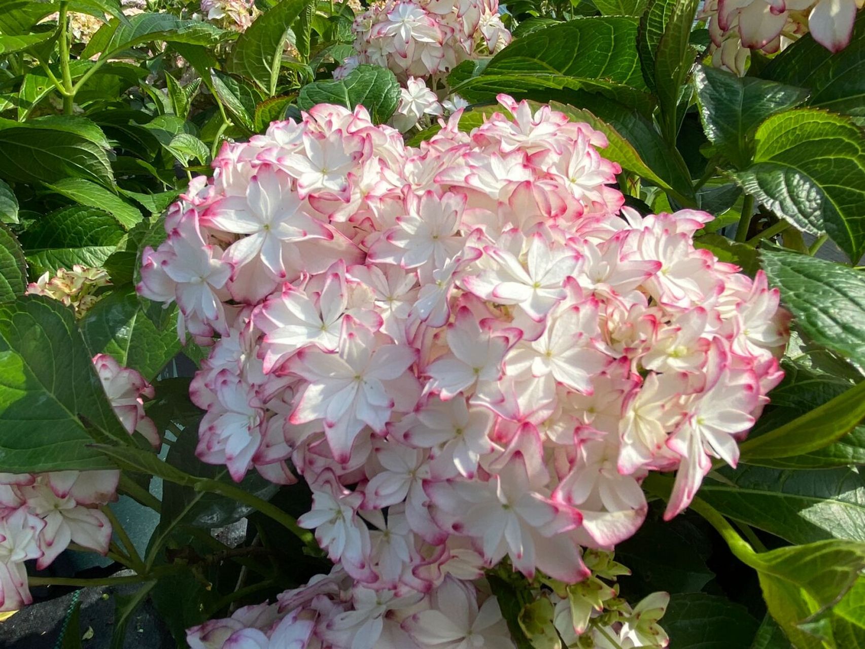 云之垚花卉# #绣球# #绣球卡伦