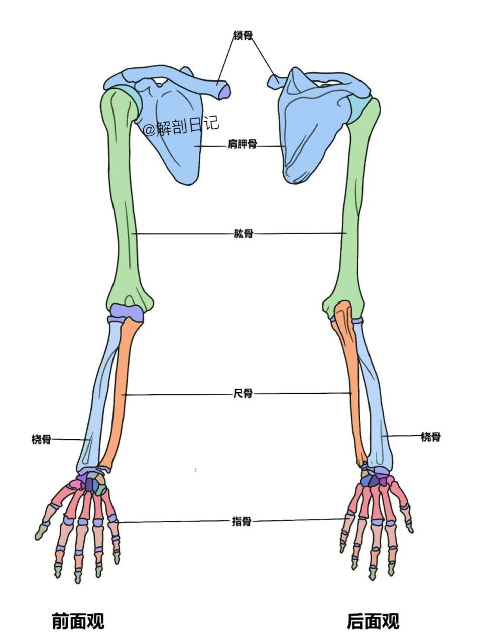 骨骼日记之上肢骨  简介:人体上肢骨总共大约有64块骨头,单侧有32块