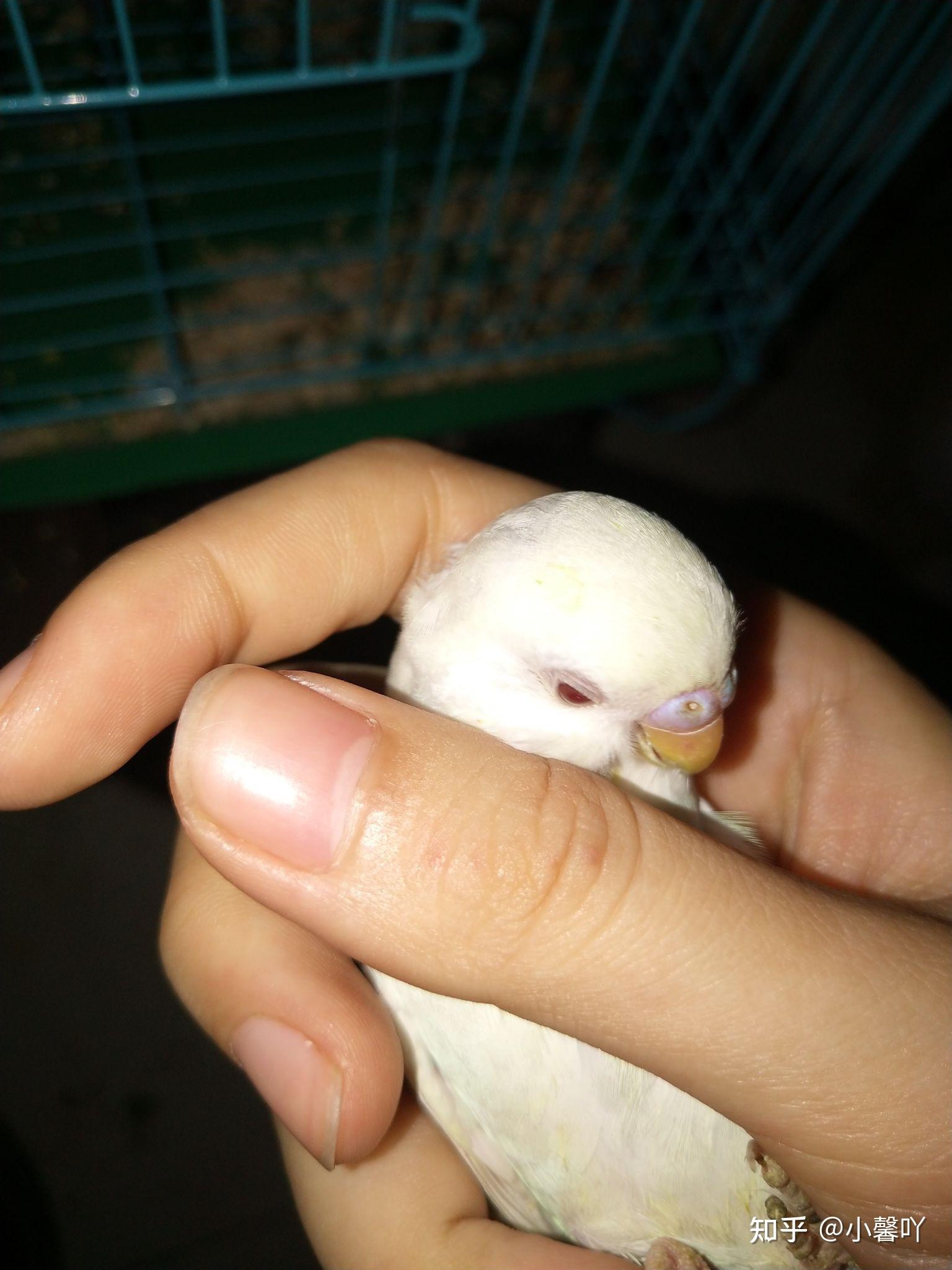 白化红眼虎皮鹦鹉怎么判断公母