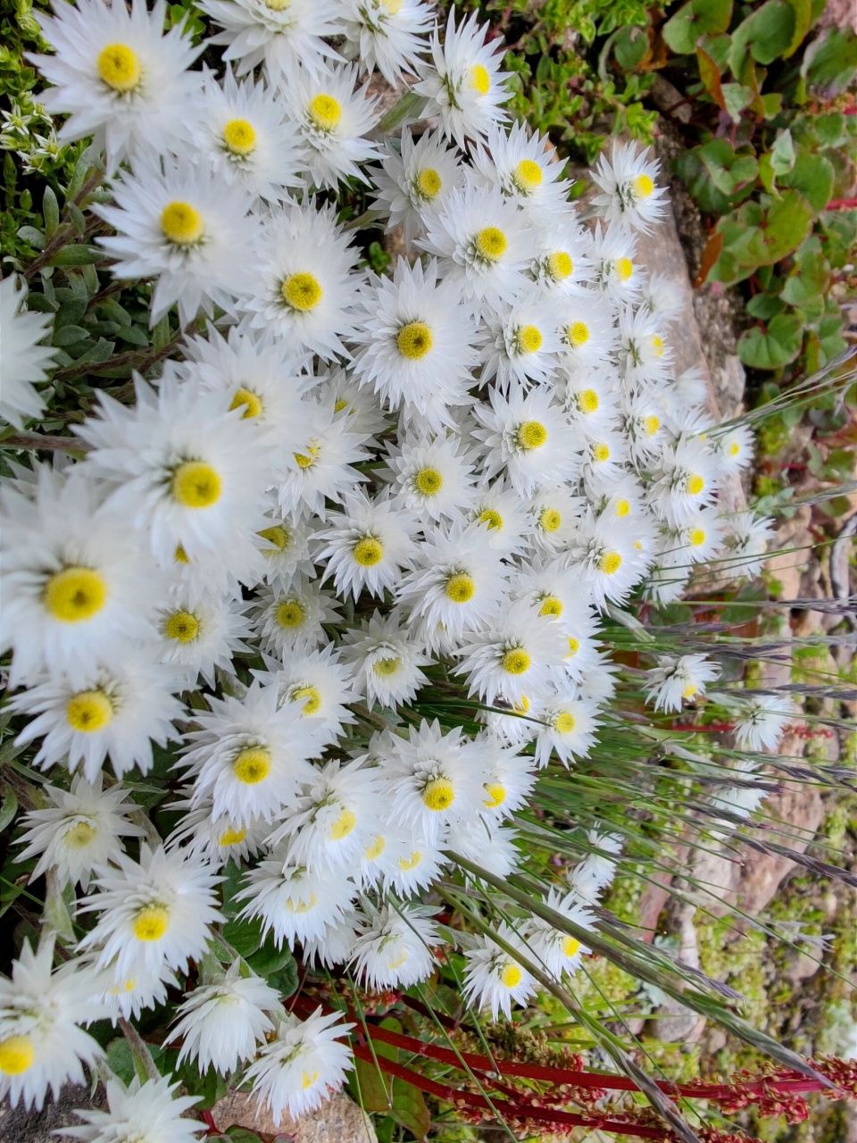 自然之美~尼泊尔香青 #植物# #原创# #西藏#,西藏林芝最美的高原植物