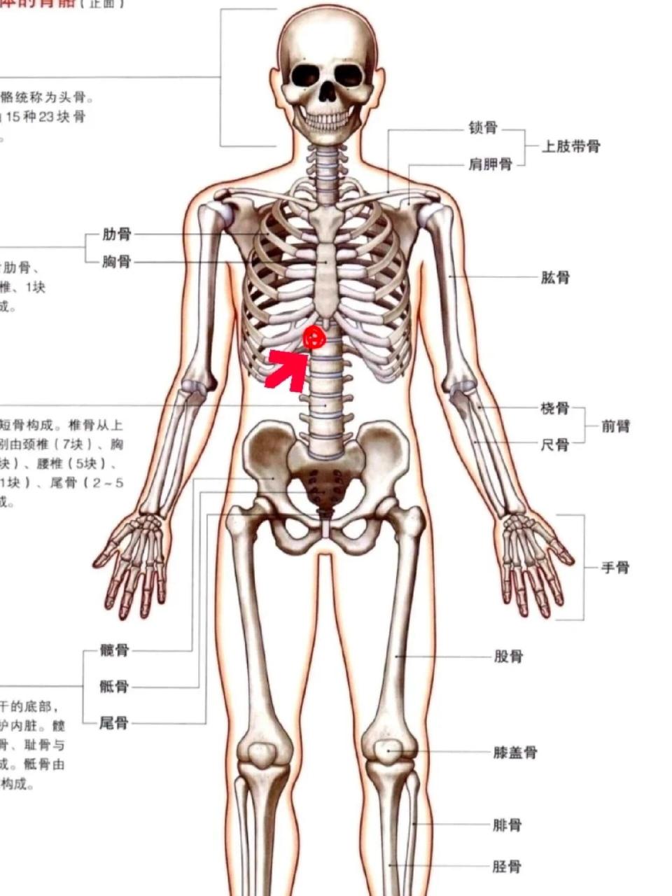 左侧肋骨下方疼图片图片