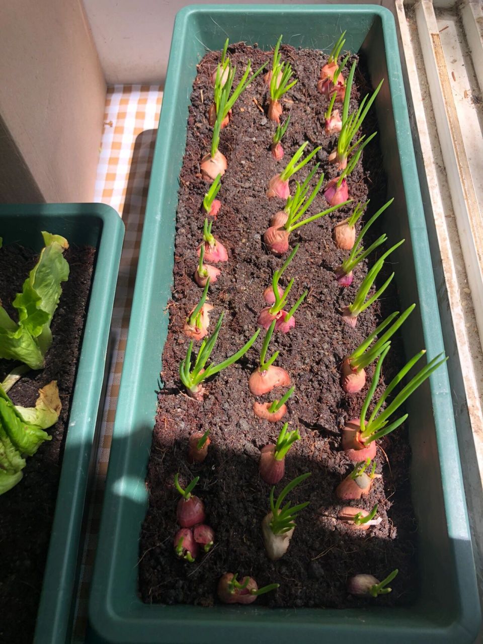 阳台种葱第八天~ 这个红葱头已经种进去8天了 第二天就开始发芽了