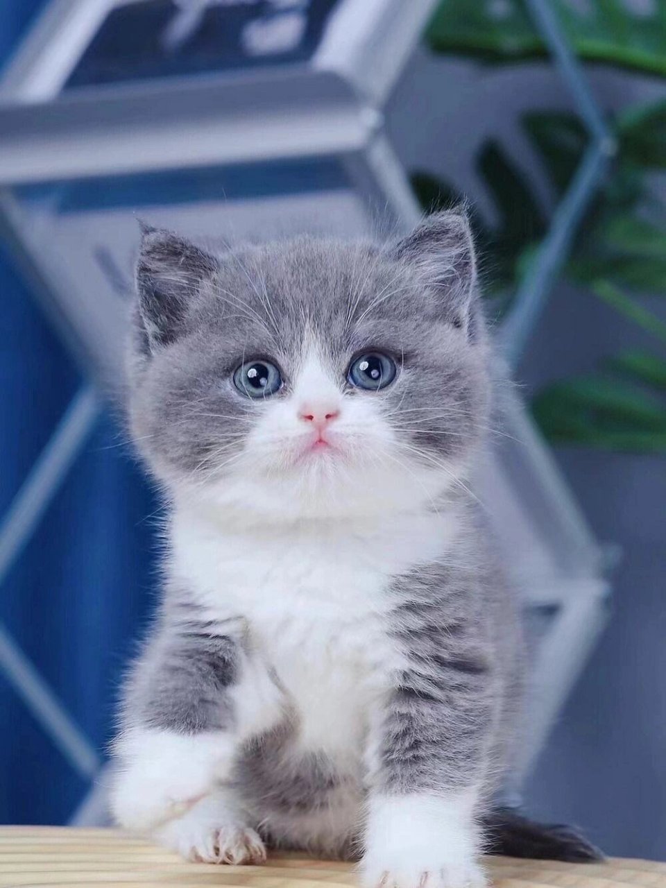 蓝白的优缺点……98 蓝白来喽～|||英短蓝白优缺点78 优点: 166