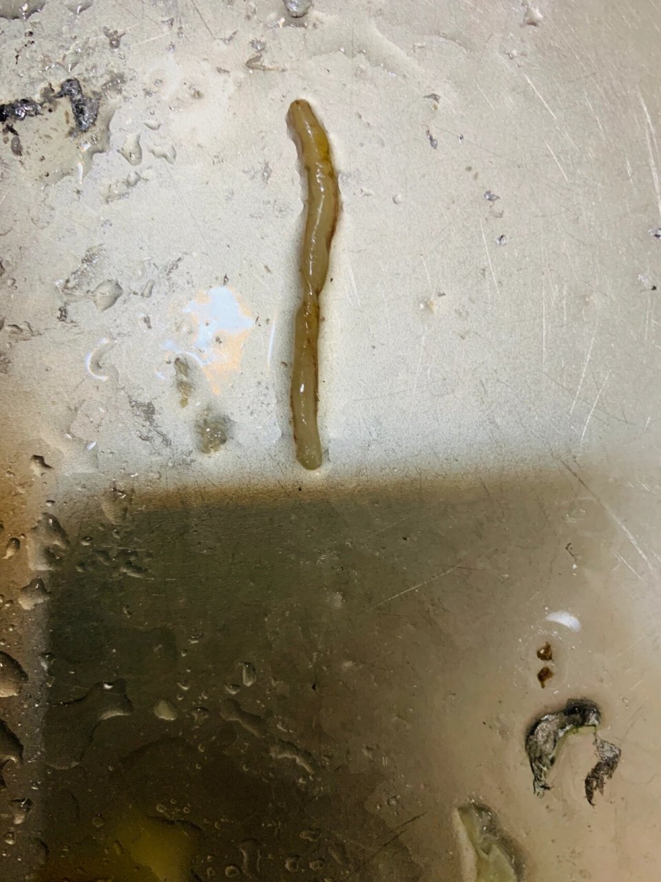 这个是寄生虫吗 带鱼里出来的 因为商家收拾好肠子 太多冷冻了 今天