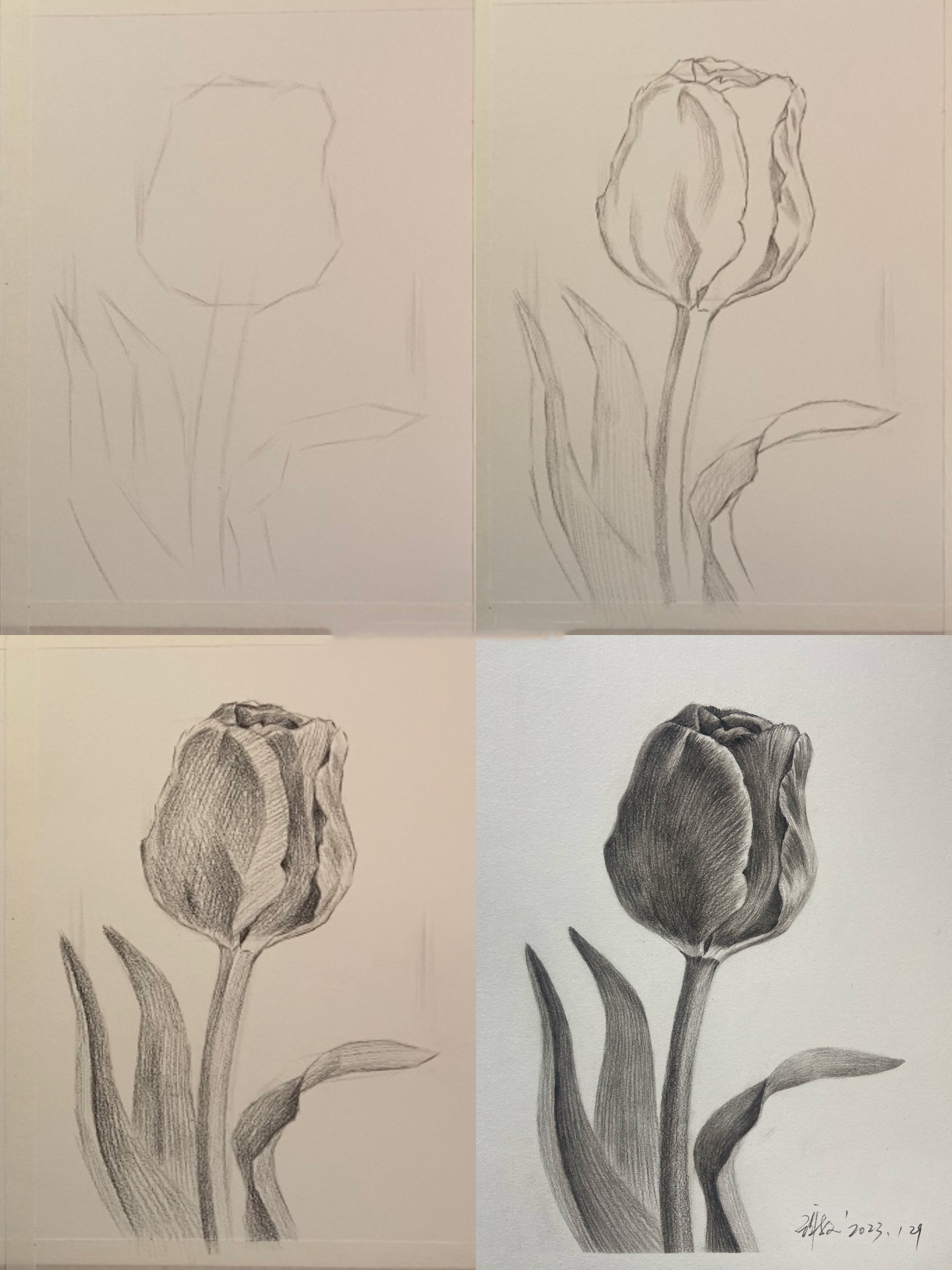 零基础素描教学花卉篇