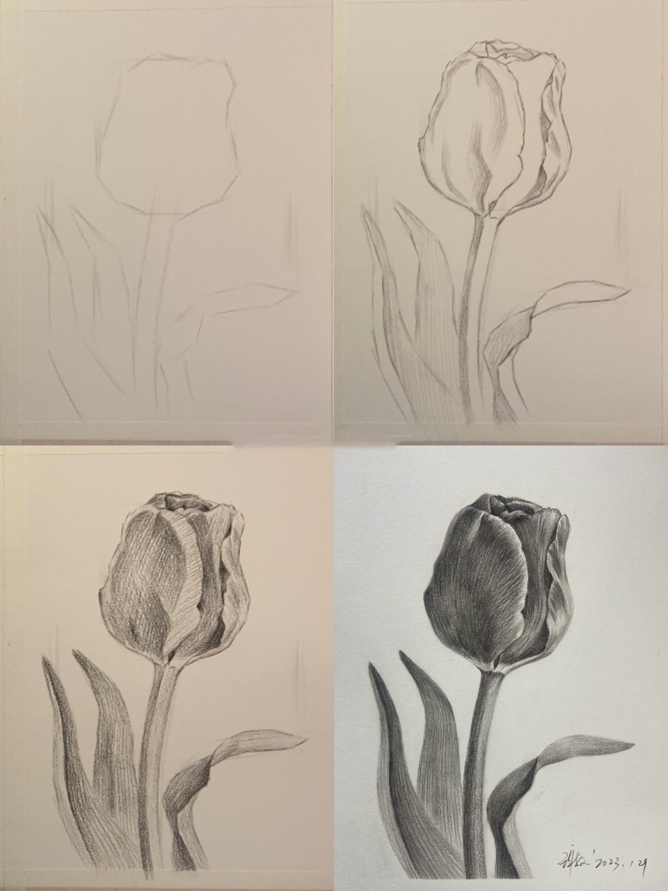 零基础素描教学花卉篇(郁金香)附过程图 工具碳笔软中硬,樱花橡皮,(线