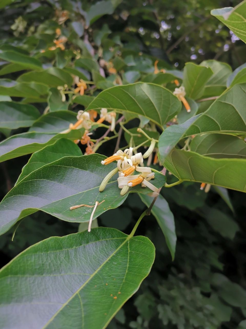 八角枫开花 八角枫,落叶乔木或灌木,高3-5米,稀达15米,胸高直径20厘米