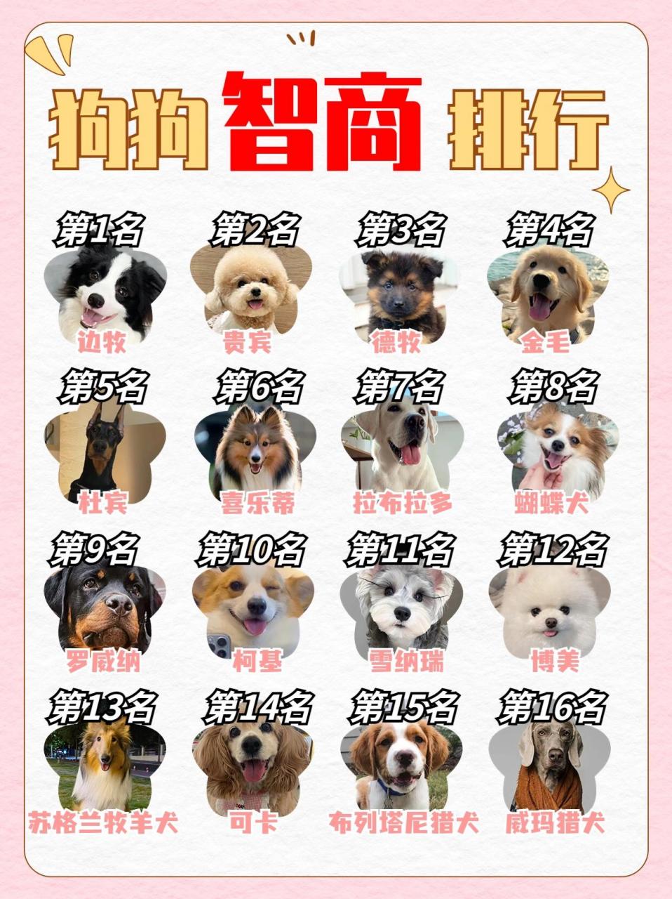 狗狗智商排行榜|快来看你家狗狗上榜了吗? 你家狗狗排行第几名?