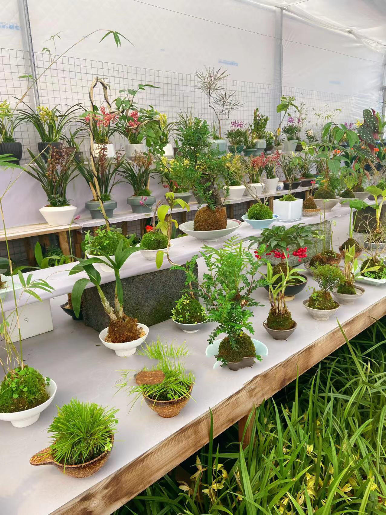 办公室董事长总经理桌面用什么绿植好 企业办公室绿植推荐,董事长总